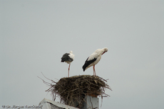 Weißstorch (15 von 20).jpg